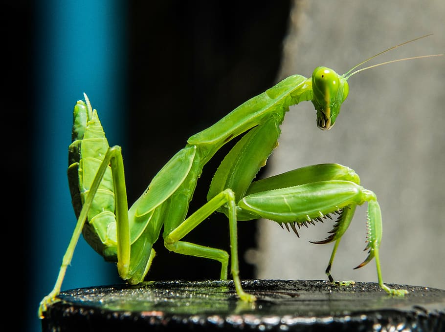 green praying mantis, praying mantis, fishing locust, green, close, green color, animal themes, animal, insect, one animal