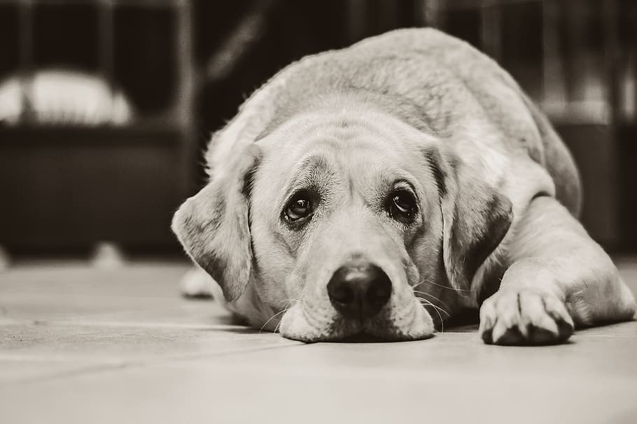 greyscale photo, dog, lying, floor, labrador, black and white, sad, domestic animals, animals, animal