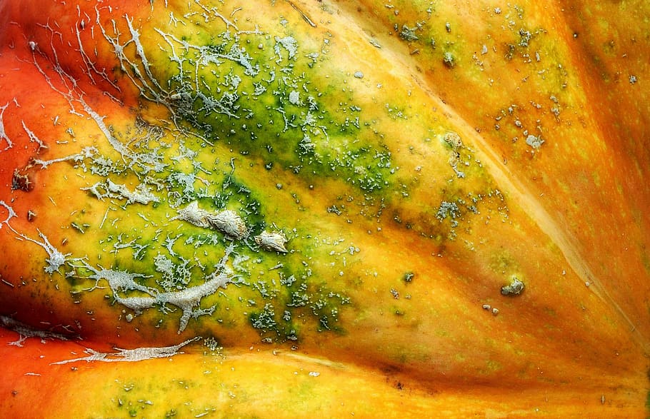 squash fruit close-up photo, squash, pumpkin, potimarron, detail, skin, scar, scaring, blemish, heal