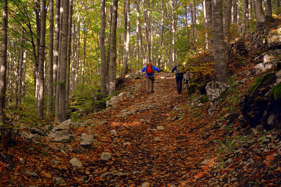 dua, orang, berjalan, coklat, jalur, tamasya, hutan, musim gugur, jejak, trekking