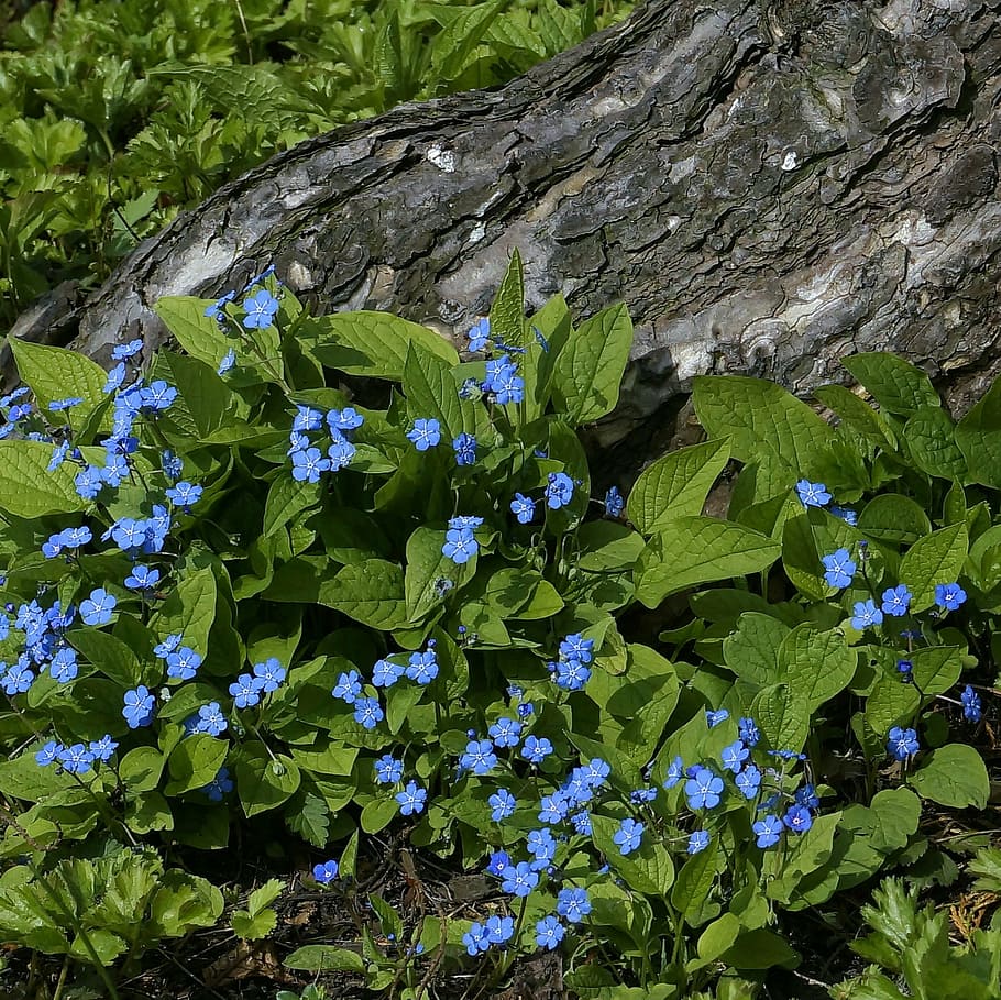 flores, azul, no me olvides, naturaleza, cerca, planta, primavera, hoja,  color verde, crecimiento | Pxfuel