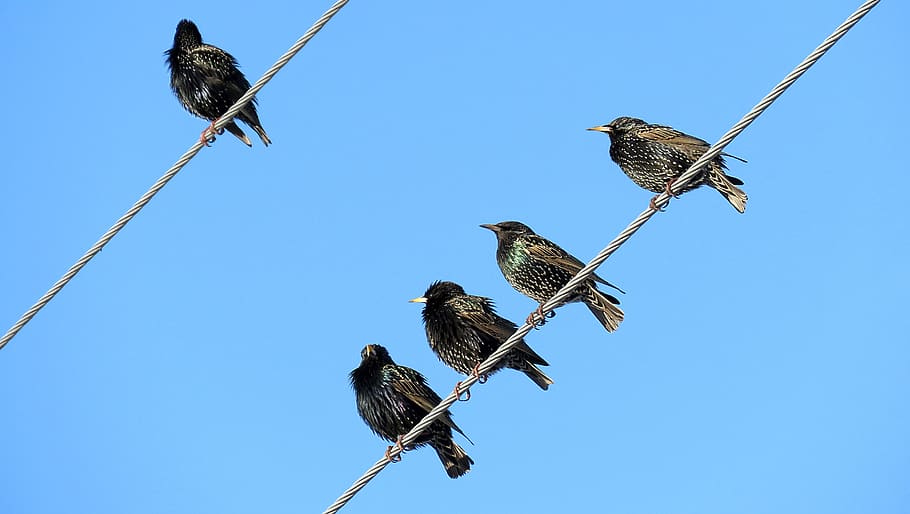 birds, starlings, flock, spring, nature, animals, sky, blue, wire, bird