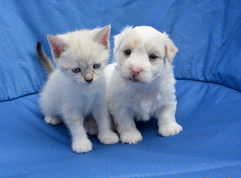 long-coated, white, puppy, kitten, sits, top, sofa, daytime, dog cat, sweetness