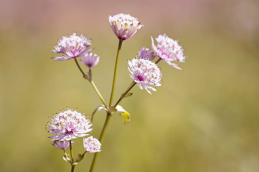 flower, pointed flower, grassland plants, flowers, pink and white, white flowers, nature, summer, close, wild flower