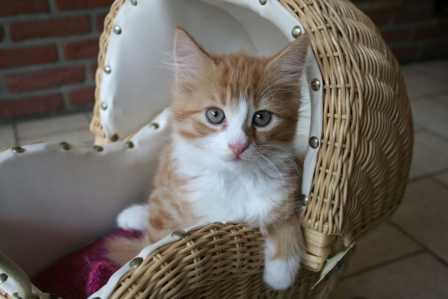 putih, oranye, kucing betina, anak kucing, coklat, tempat tidur hewan peliharaan rotan, bayi kucing, berbulu, manis, kucing domestik