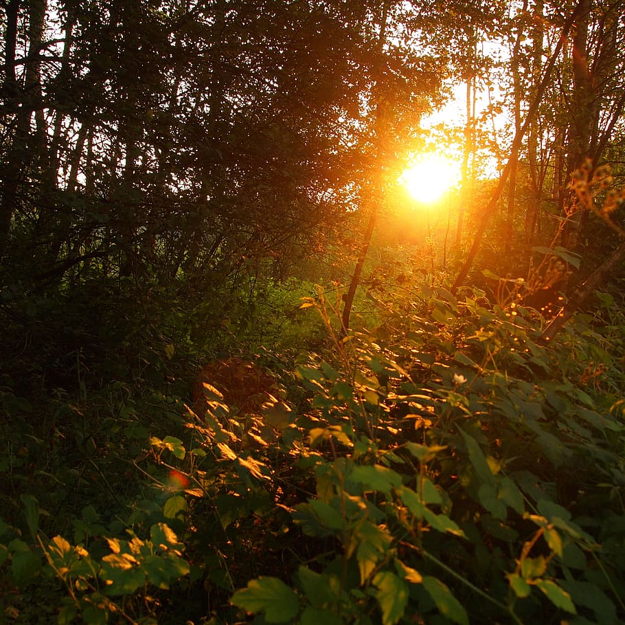 puesta de sol, bosque, hojas, árboles, silueta, naturaleza, tarde, marca, silencio, planta