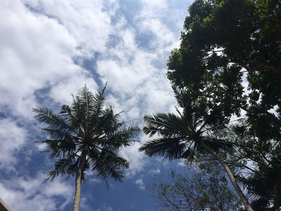 bali, sky, palm trees, paradise, beach, outdoor, clouds in sky, tree, plant, cloud - sky