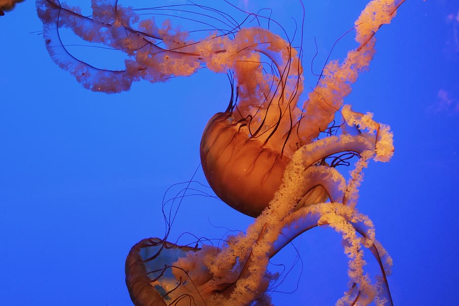 jellyfish, aquarium, ocean, underwater, sea, animals in the wild, sea life,  water, animal themes, marine | Pxfuel