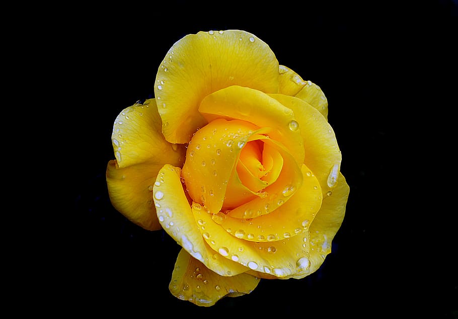 Golden Wedding, yellow rose flower photograph, freshness, black background, studio shot, yellow, wet, beauty in nature, water, petal