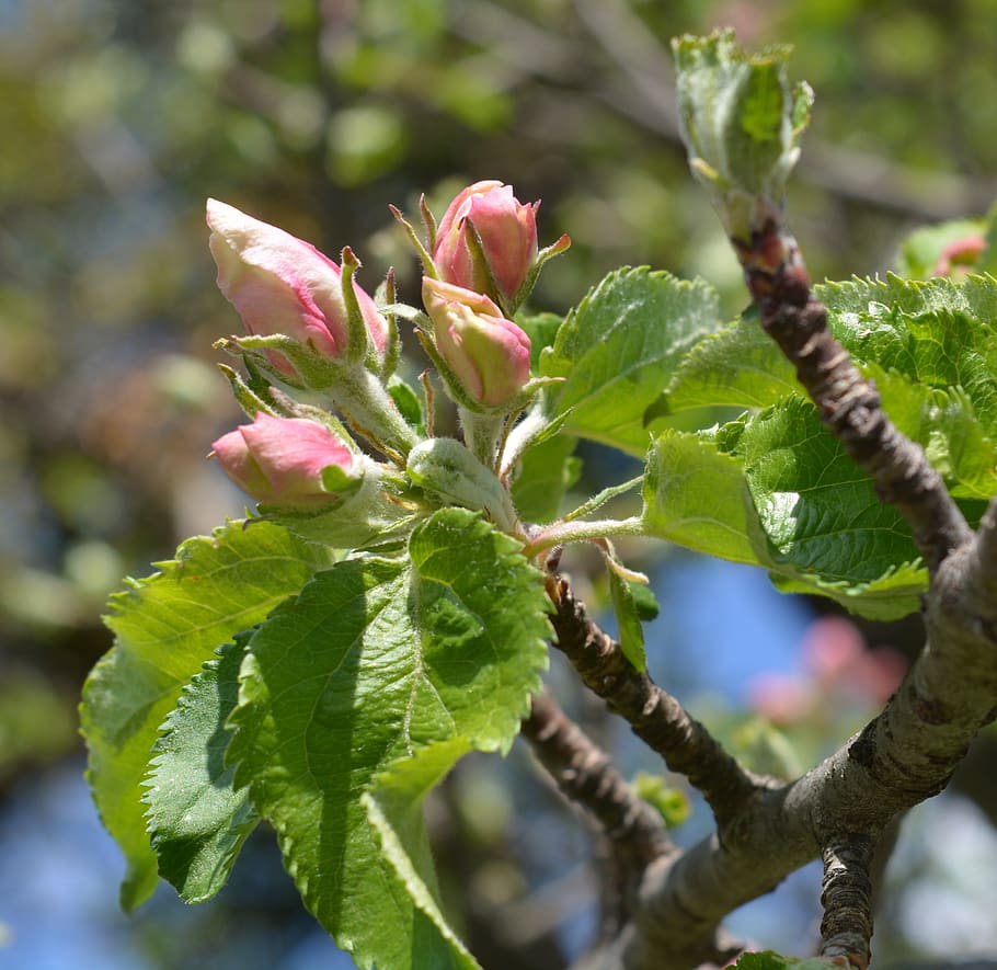 apple tree, blossom, bloom, pink, leaves, bud, apple blossom, spring, nature, apple tree flowers