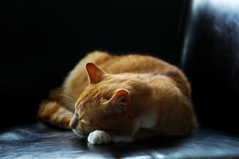 oranye, kucing betina, kucing, abu-abu, permukaan, hewan, anak kucing, lucu, lantai, sofa