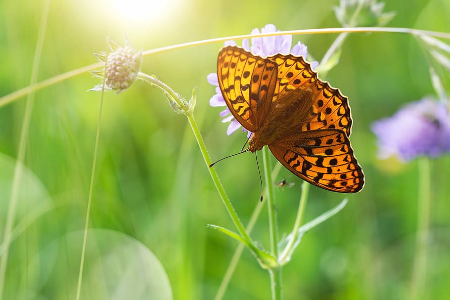 fotografía macro mariposa fritillary, flor, mariposa, edelfalter, verano, prado de verano, naturaleza, insecto, insecto de vuelo, marrón