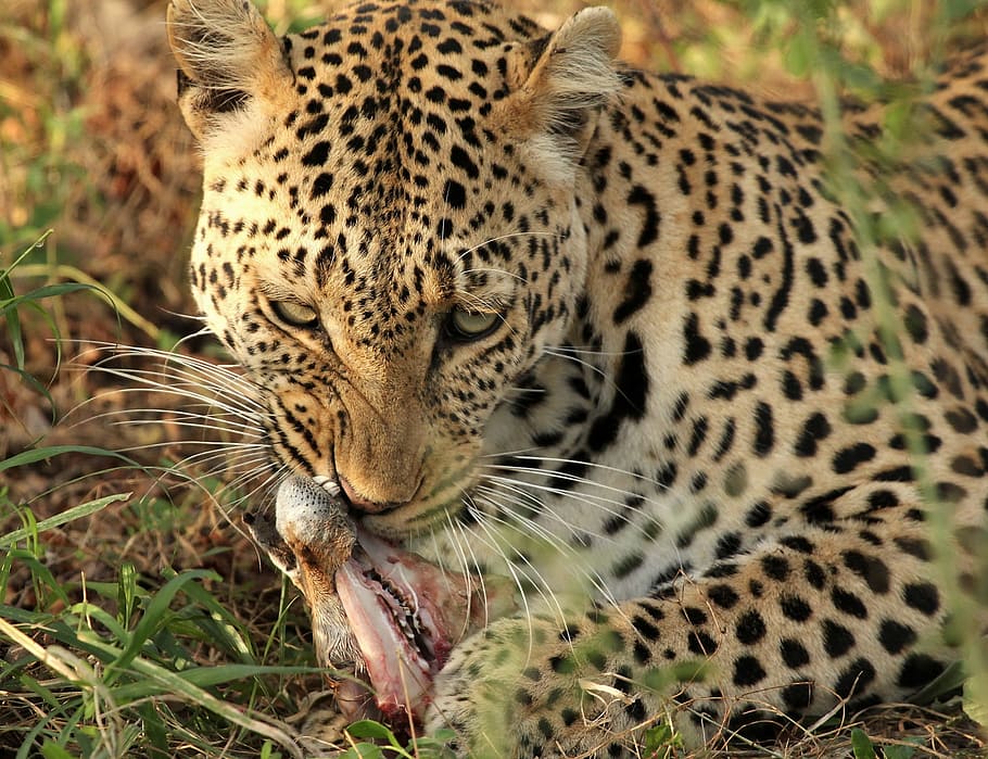 Leopard, Carnivore, Kill, Raptor, wildlife, predator, africa, cat, safari, hunter