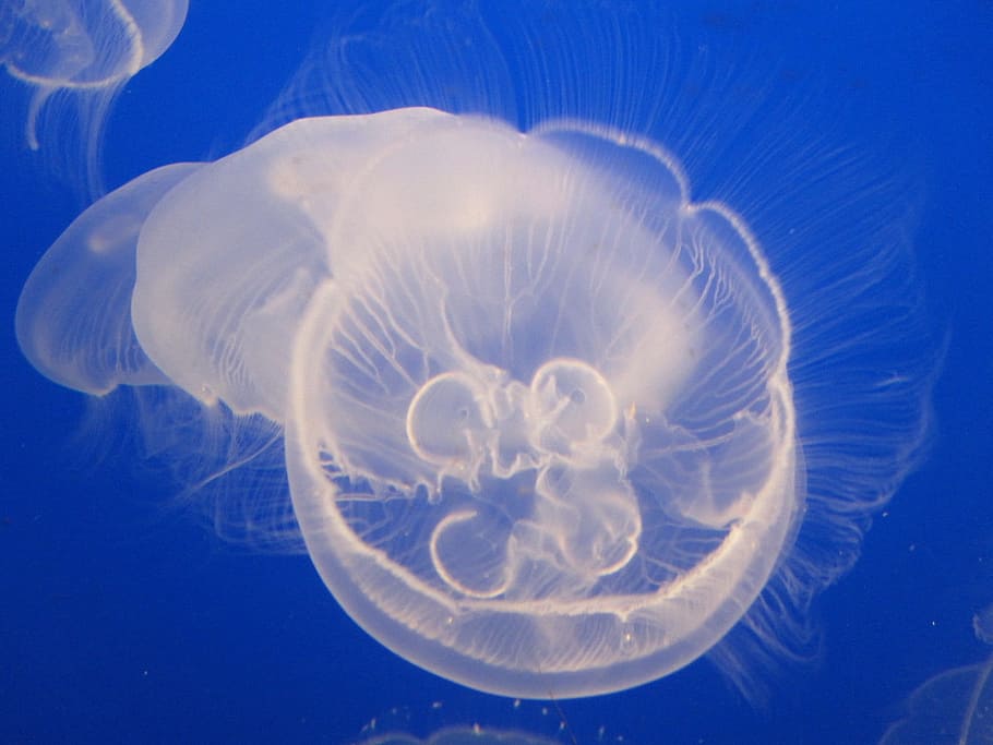 Jelly Fish, Air, Jellyfish, Akuarium, makhluk, laut, kehidupan laut, bawah air, berenang, hewan
