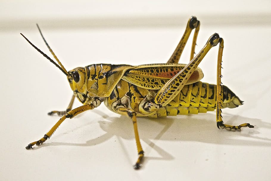 closeup, green, black, grasshopper, locust, jumping, animal, insect, nature, bug