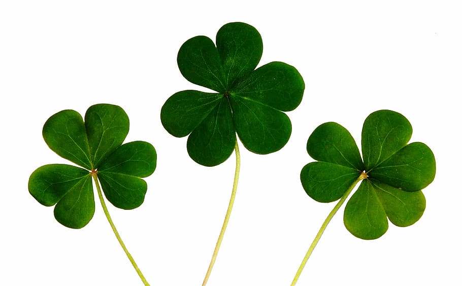 Foto, verde, tréboles, trébol, irlandés, día, suerte, Irlanda, hoja, santo