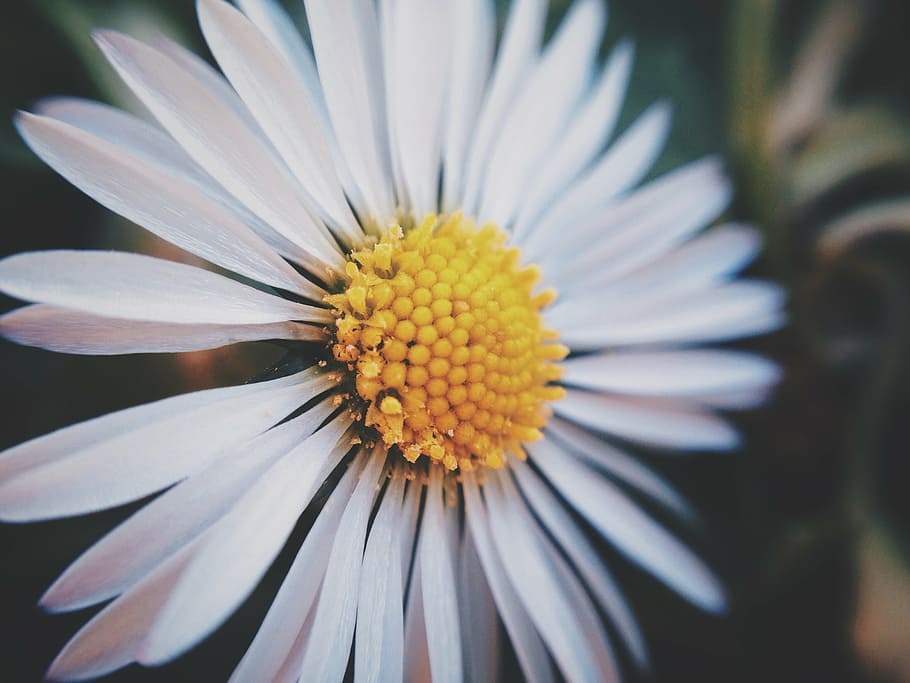 close, white, daisy, flower, nature, petal, fragility, flower head, beauty in nature, growth