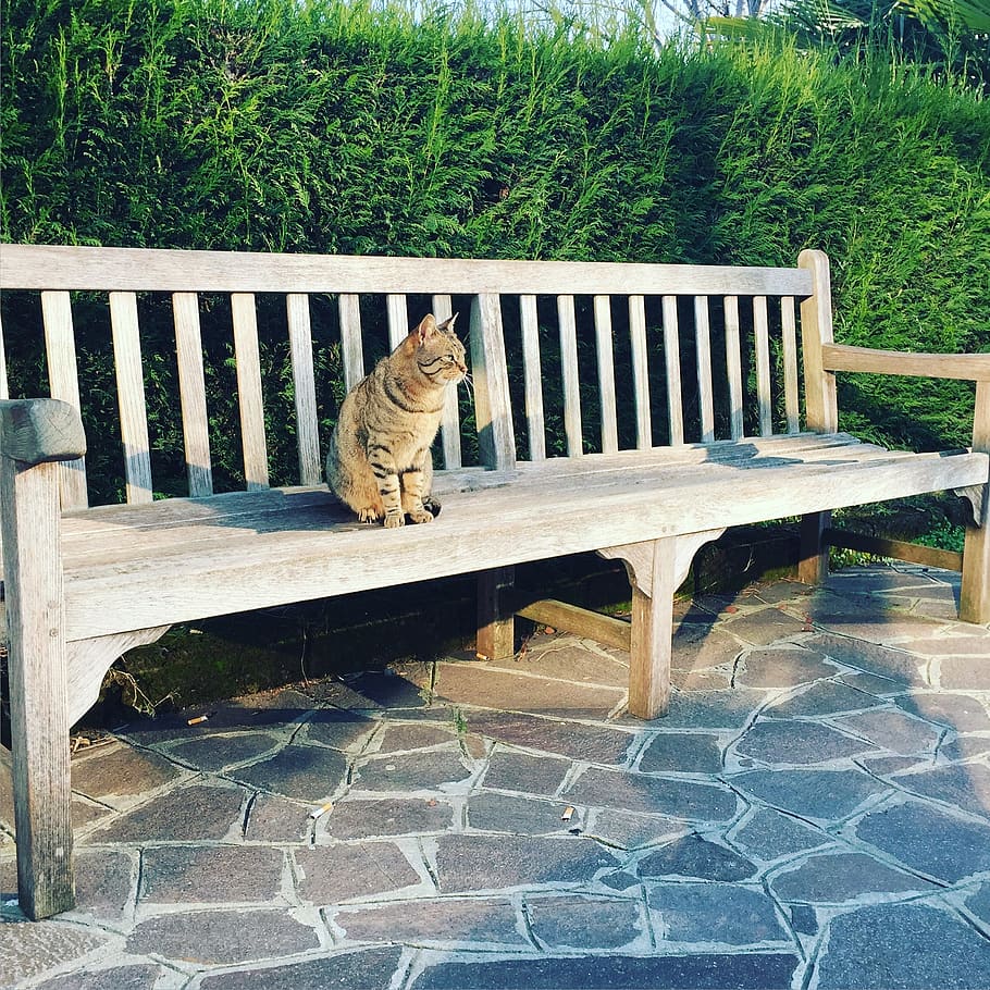 cat, solitude, bench, sitting, wooden seat, one animal, animal, animal themes, mammal, vertebrate