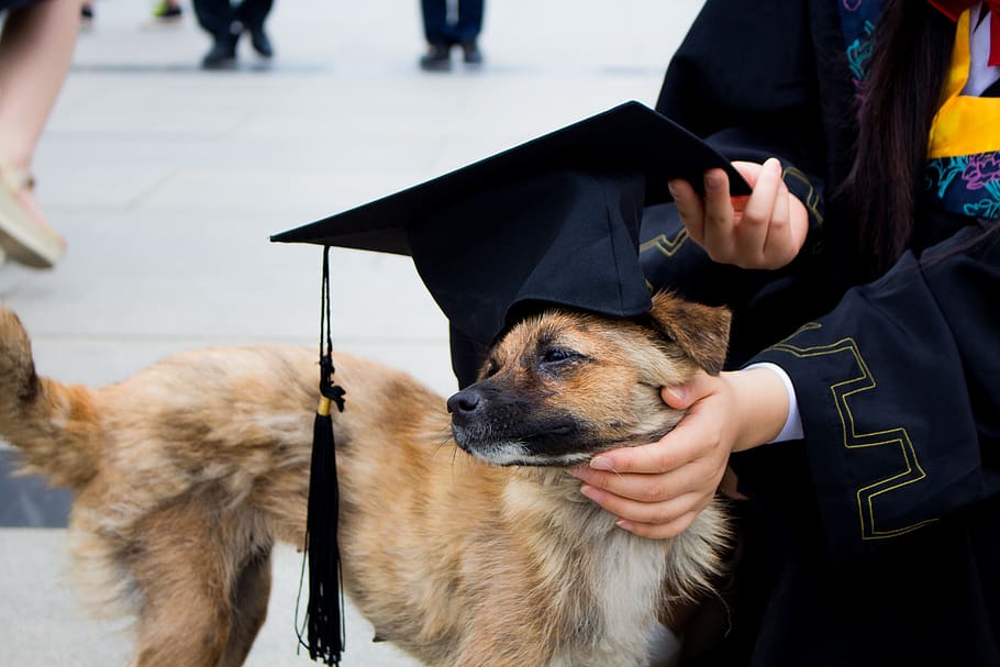 dog, graduation photo, bachelor gown, pets, hat, funn, one animal, domestic animals, domestic, canine