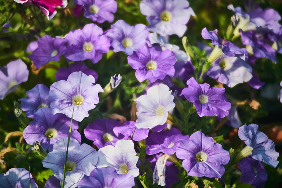 flower, purple, nature, plant, garden, violet, lavender, blooming, summer, flora
