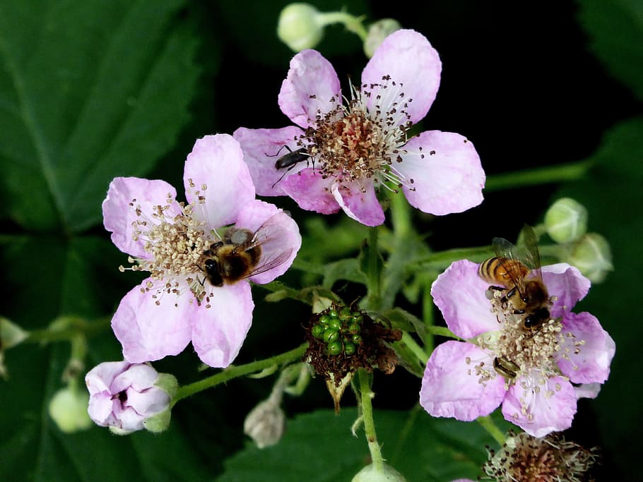 bunga liar, merah muda, penyerbukan, lebah, serangga, musim semi, asupan makanan, tertarik, bunga, tanaman berbunga
