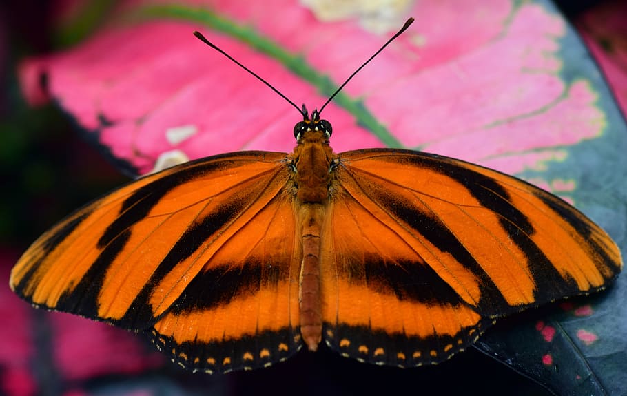 オレンジ, 黒, 長い, 翼のある, 蝶, クローズアップ写真, 昆虫, 自然, 翼, 無脊椎動物