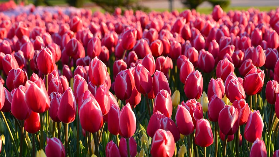 pink, bidang tulip, siang hari, tulip, merah, makro, warna cerah, alam, close-up, kalkun
