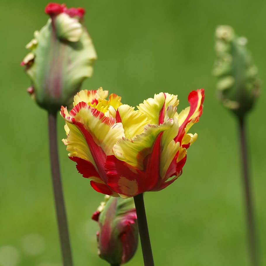 Tulipa, flores, papagaio, papagaio tulipa, primavera tulipa, vermelho, amarelo, primavera, flor, pétala