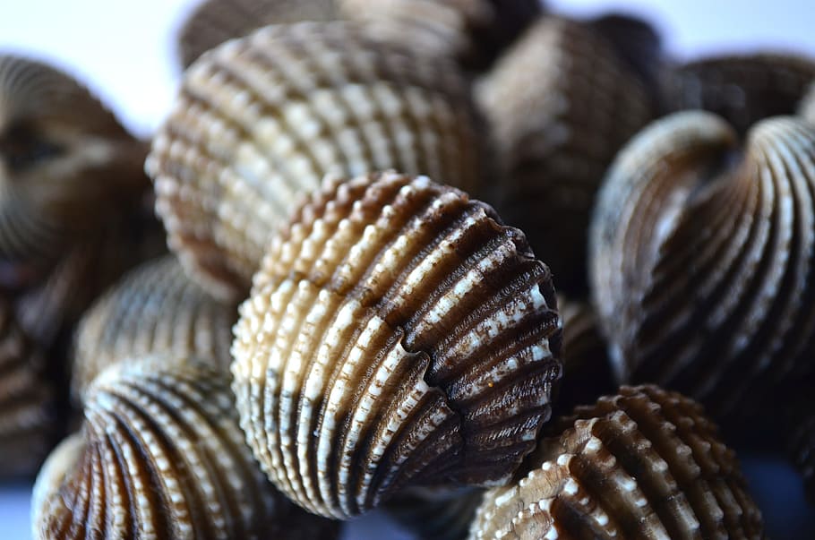 Shells, Scallops, Mollusk, Marine, seafood, pile, ocean, animal Shell, close-up, spiral