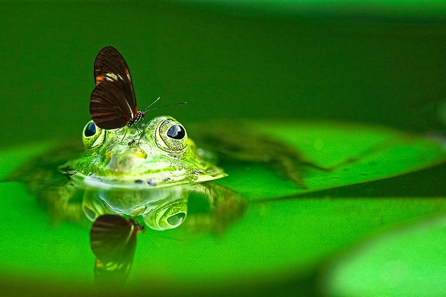 katak, hewan, hijau, amfibi, air, biotope, eksotik, kupu-kupu, tropis, taman