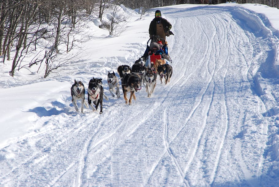 dog sledding, winter, snow, husky, dog, sled, cold, animal, teamwork, running