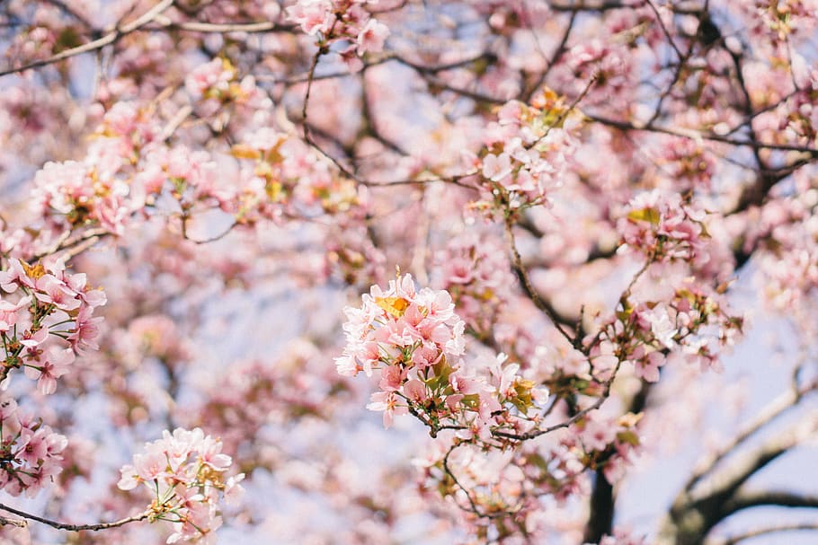 merah muda, ceri, mekar, pohon, bunga, daun bunga, cabang, alam, blur, Warna pink