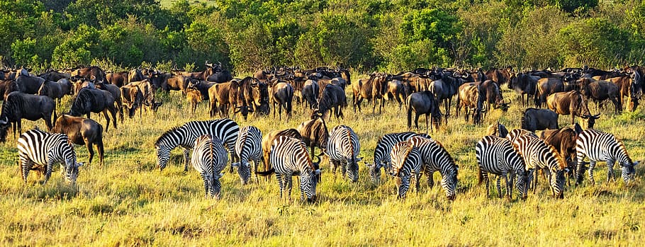 zebras, kenya, africa, safari, animal world, zebra, animals in the wild, animal, animal wildlife, animal themes