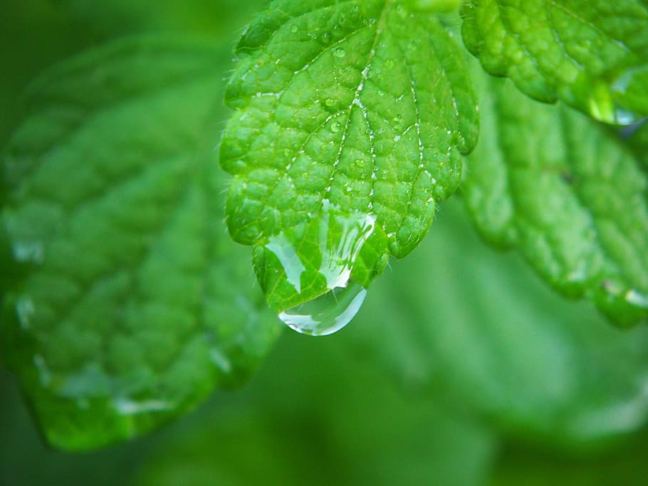 gota de agua, verde, hoja, bálsamo de limón, planta, hierbas, goteo, lluvia, hojas, bálsamo