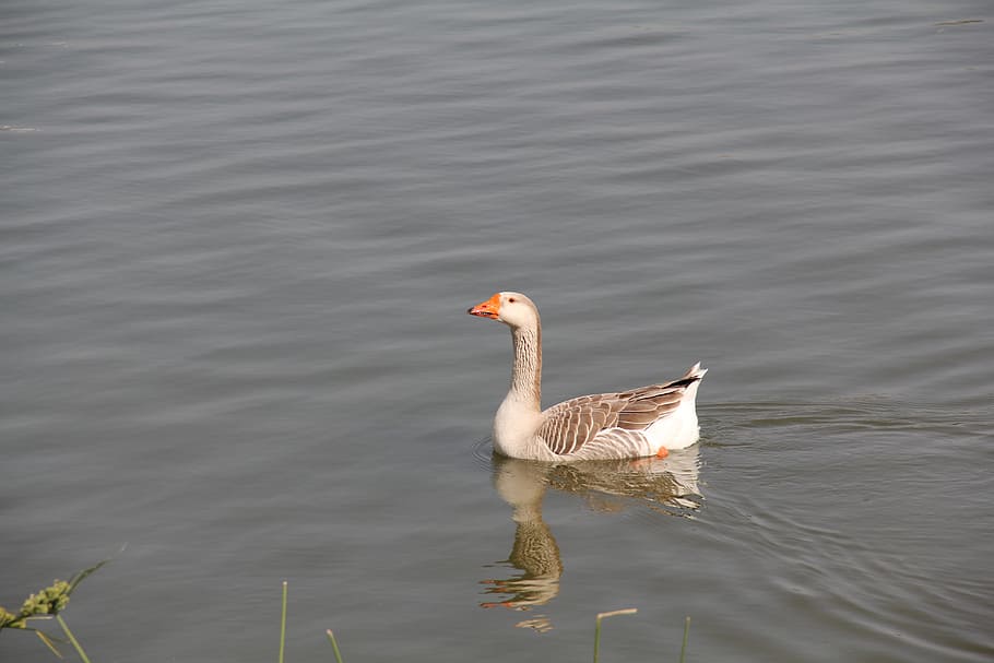 Duck, Bird, Wildlife, Fowl, Waterfowl, water, pond, river, lake, floating