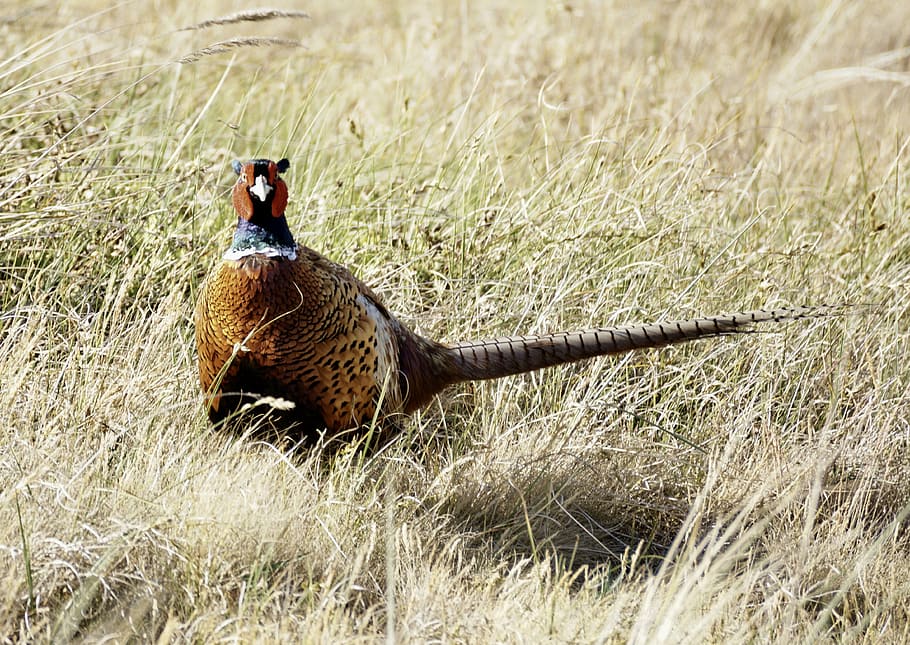 pheasant, bird, males, feather, plumage, hahn, colorful, grass, species, nature