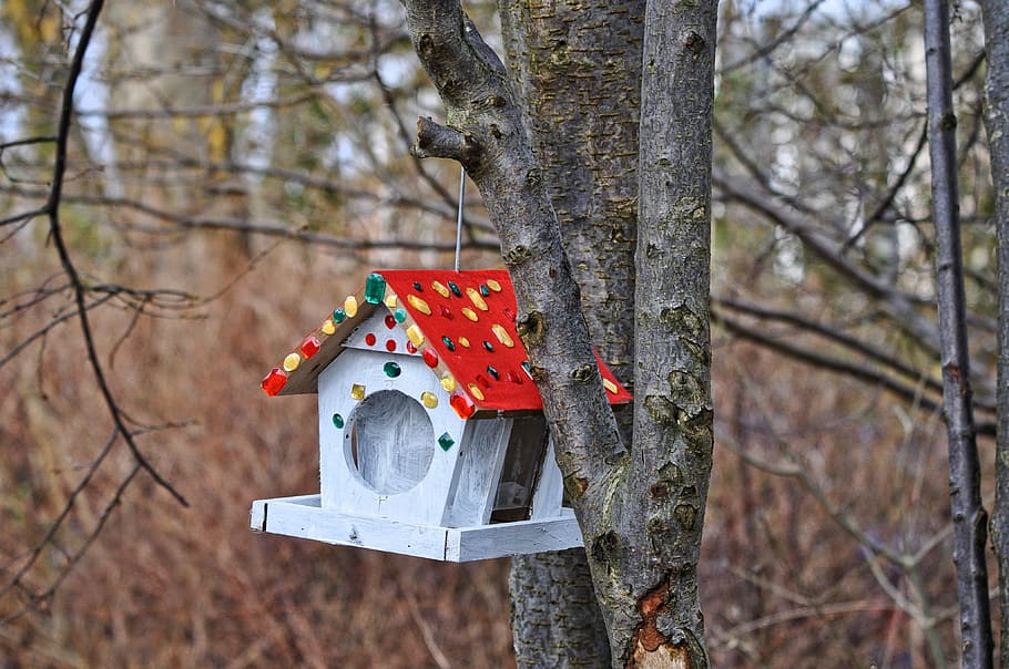 gray, red, wooden, birdhouse, tree, selective, focus photography, nesting box, nesting, bird