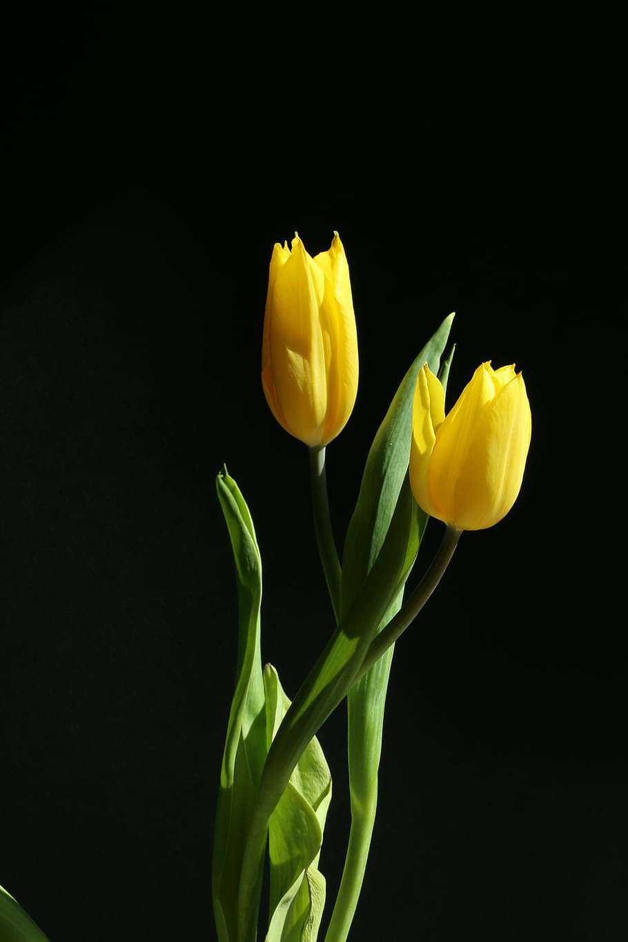 tulip, yellow, flower, spring, nature, flowering plant, freshness, vulnerability, plant, fragility