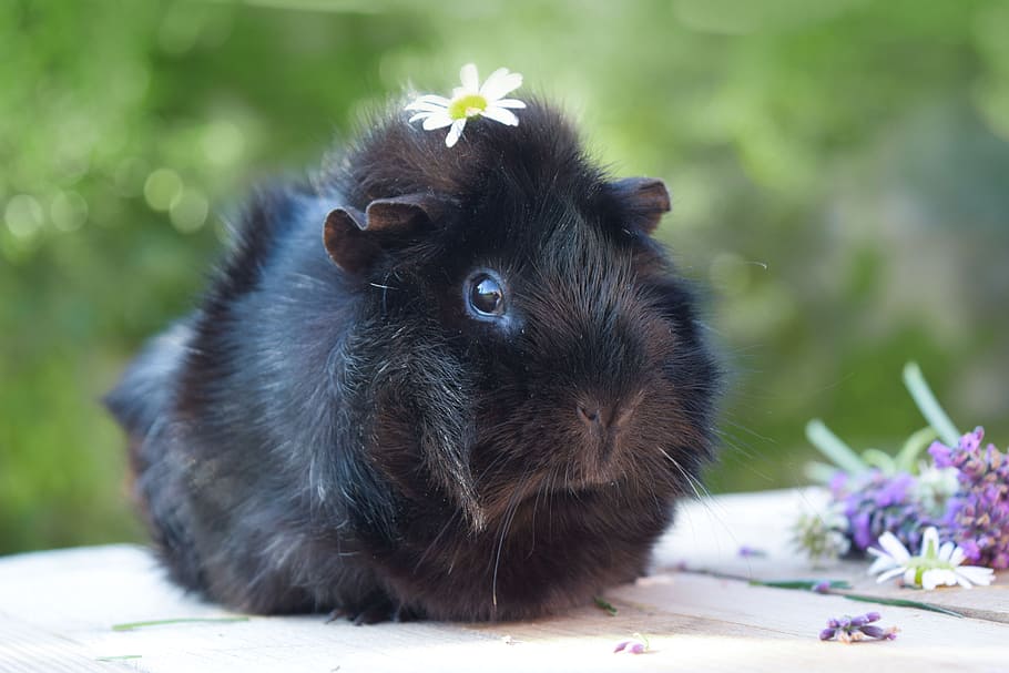 brown, guinea pig, white, surface, pet, animal, spring, guinea, pig, cute