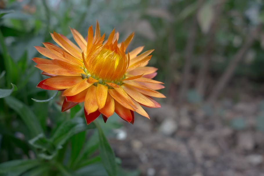 orange, strawflower selective-focus photography, italicum, flowers, nature, italian immortelle, plant, composites, leaves, medicinal plant