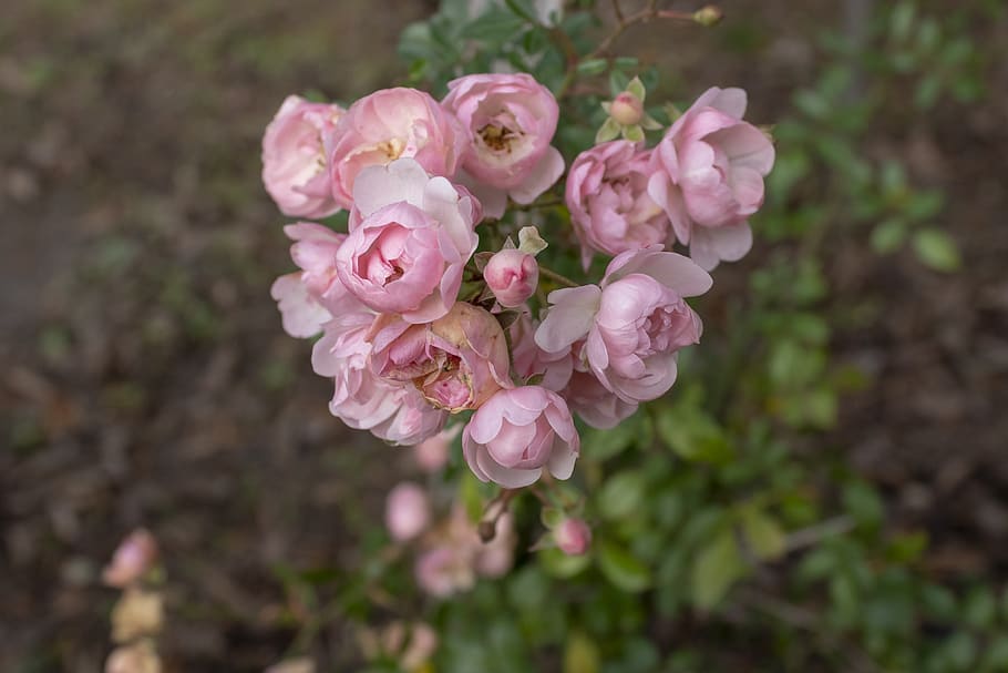 rosa, rosa de té, pétalos, florece en, pétalo, belleza, jardín, floral, flora, botánica