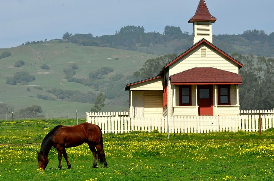 馬, 牧歌的, 古い家, 放牧, カリフォルニアの丘, ピケットフェンス, 平和, 家畜, 動物のテーマ, 草