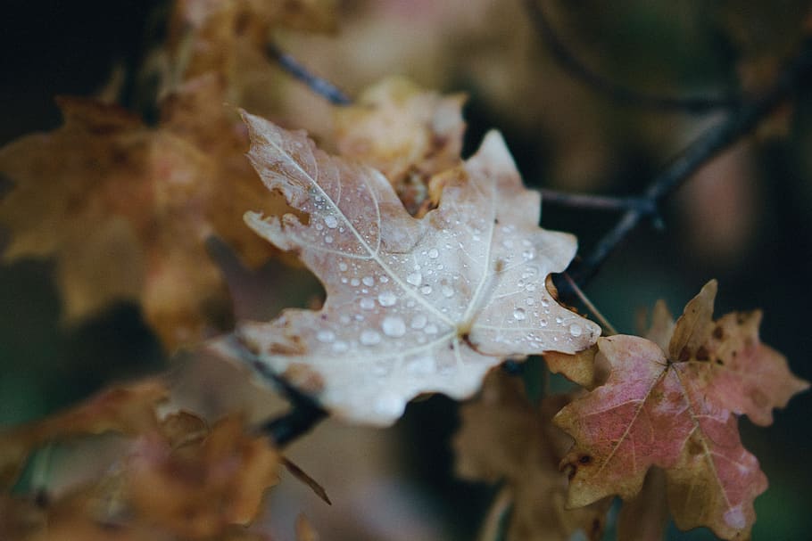 leaf, autumn, fall, nature, blur, wet, plant part, close-up, plant, maple leaf