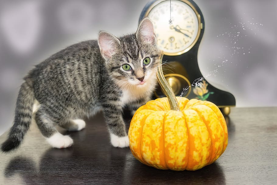 halloween, pumpkin, cat, funny, autumn, october, decoration, happy halloween, decorative, animal