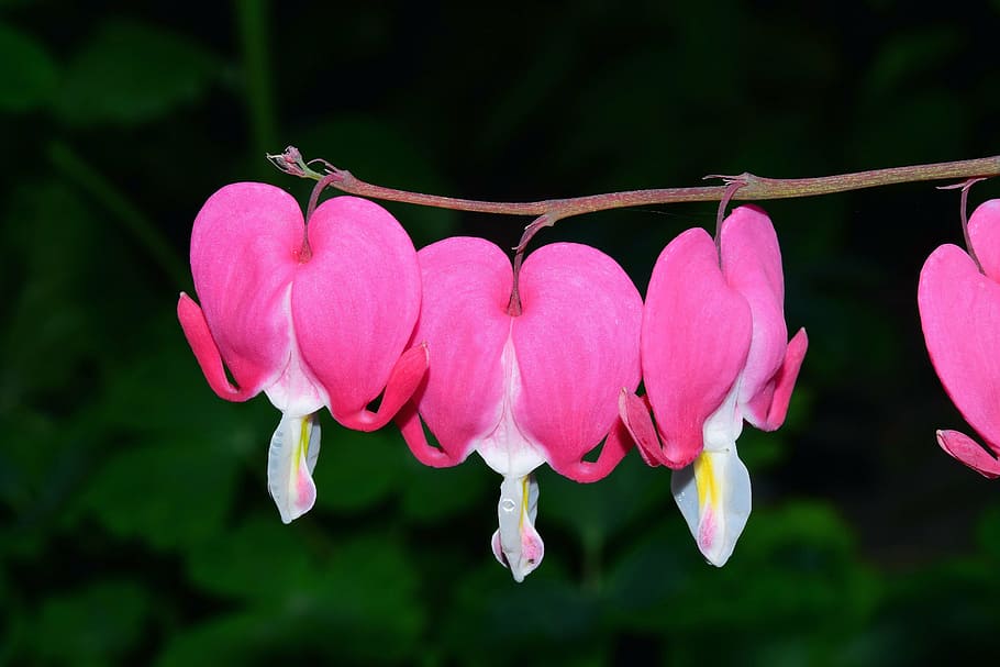 pink flowering plant, bleeding heart, two tone heart flower, blossom, bloom, lamprocapnos spectabilis, flower, hanging, marie heart, beautiful