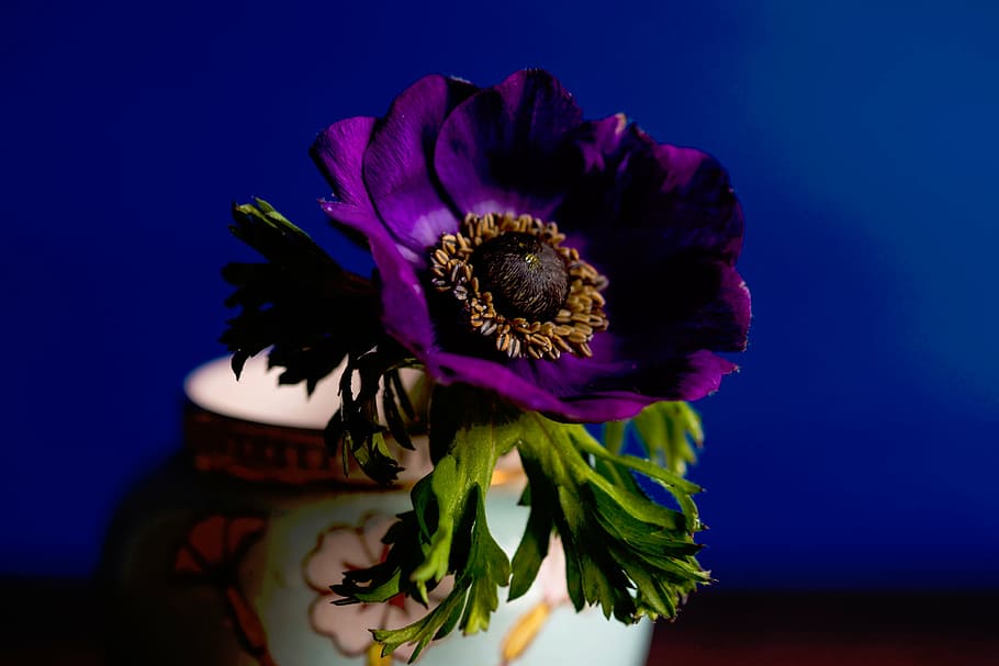 purple, flower, vase, nature, plants, violet, green, leaves, bouquet, plant
