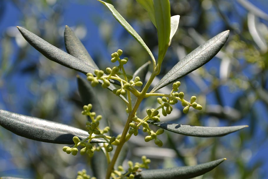 olive flowers, olivo, olive branches, plant, growth, nature, close-up, day, focus on foreground, beauty in nature