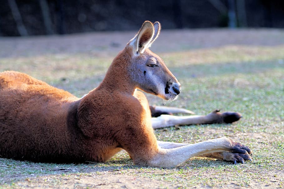 Kangaroo, Australia, Wildlife, red, animal, marsupial, nature, mammal, wild, fur