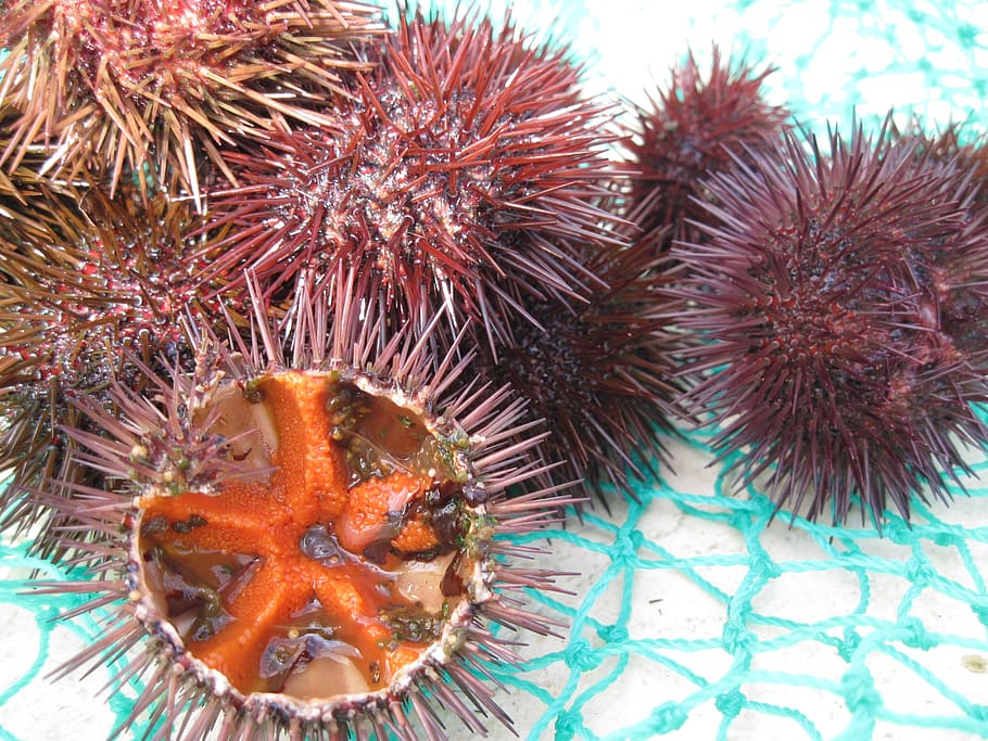 sea urchins, seafood, fang, mediterranean, egg, sea urchin eggs, female, frisch, spur, sea urchin