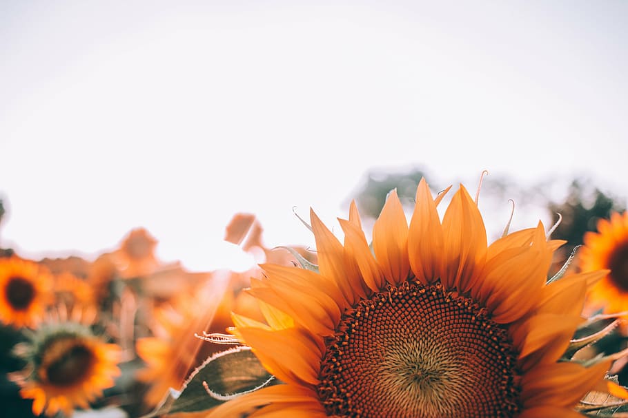 tanaman bunga matahari, selektif, fokus, fotografi, bunga matahari, matahari, bunga, jeruk, biji, kelopak